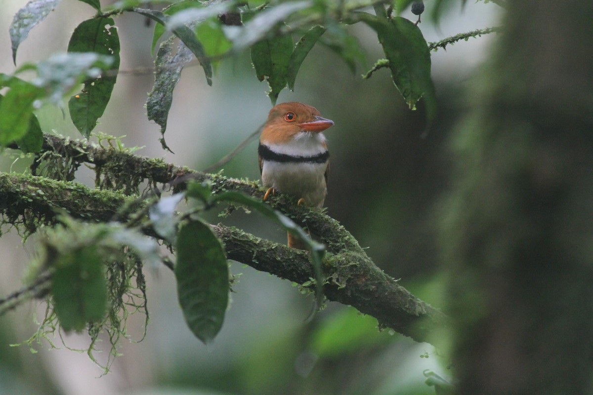 Collared Puffbird - Jurgen Beckers