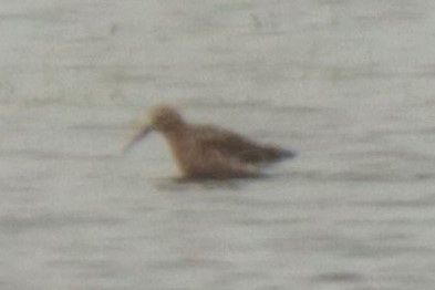 Curlew Sandpiper - ML568280181