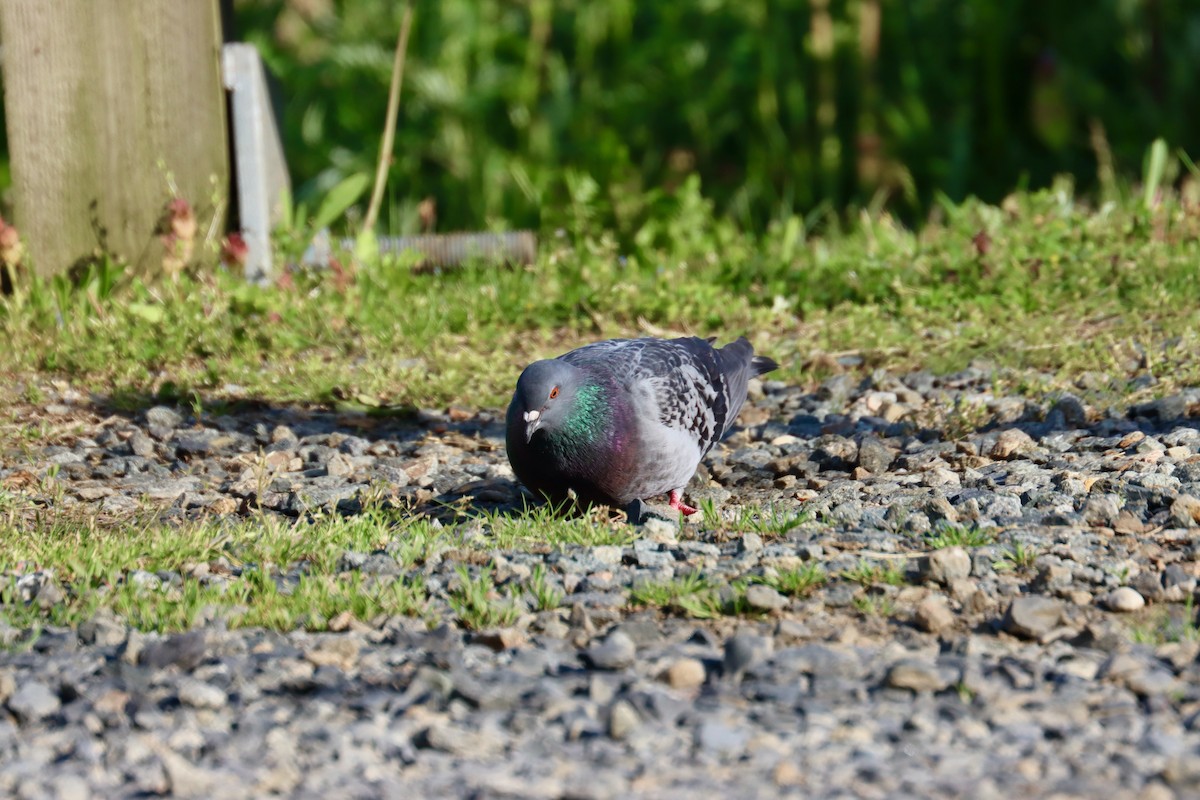 Rock Pigeon (Feral Pigeon) - ML568280571