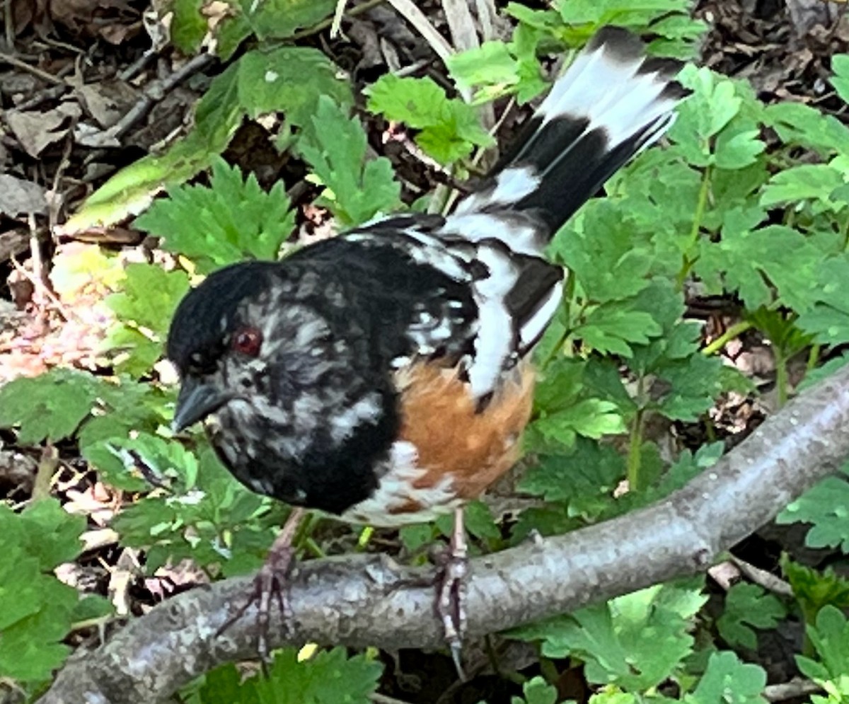 Spotted Towhee - ML568281551