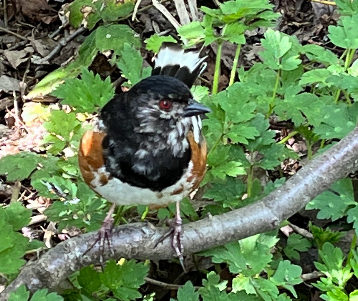 Spotted Towhee - ML568281561