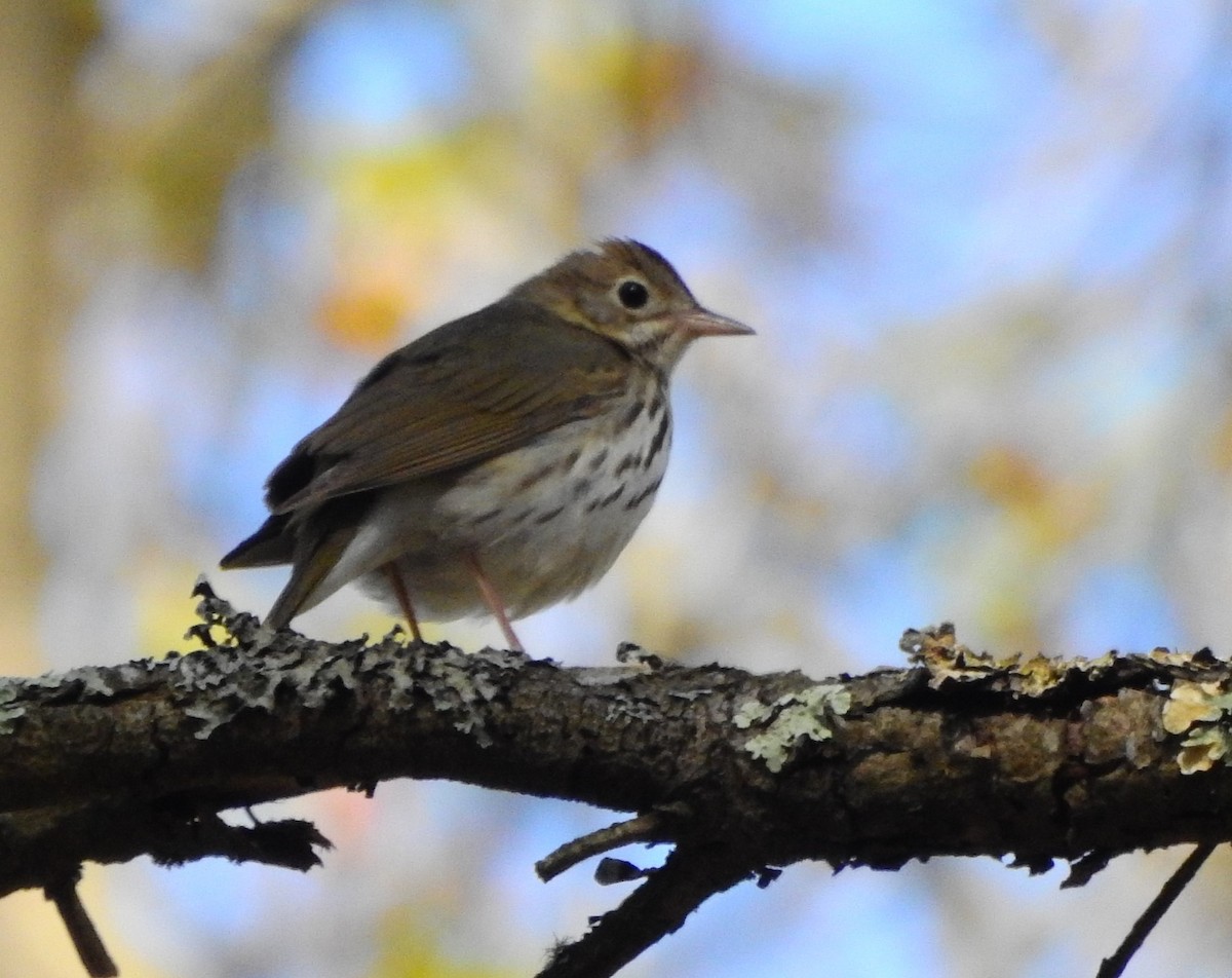 Paruline couronnée - ML568282121