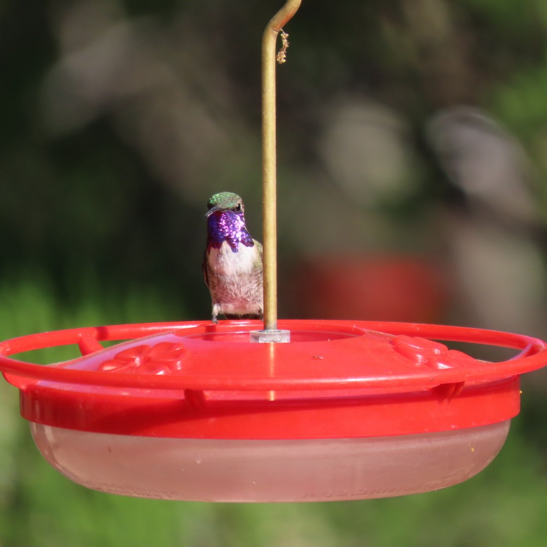 eBird Checklist - 29 Apr 2023 - Ash Canyon Bird Sanctuary (closed ...