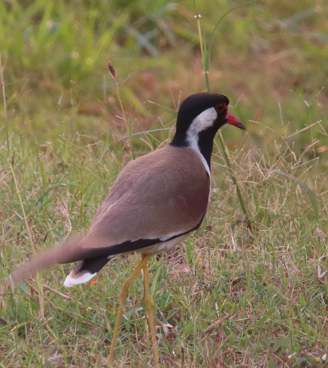 Red-wattled Lapwing - ML568285941