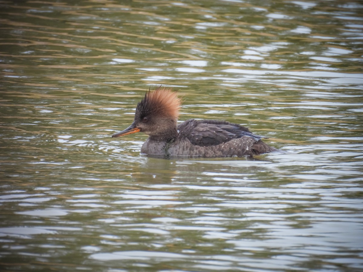 Hooded Merganser - Janet Crossland