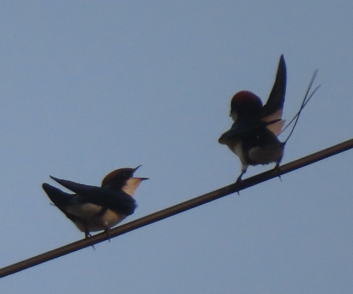 Wire-tailed Swallow - ML568286031