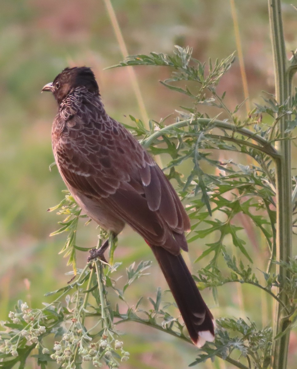 Red-vented Bulbul - ML568286111