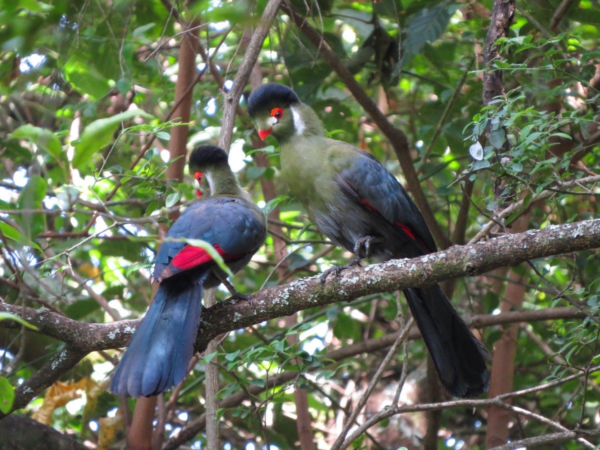 White-cheeked Turaco - ML568286161