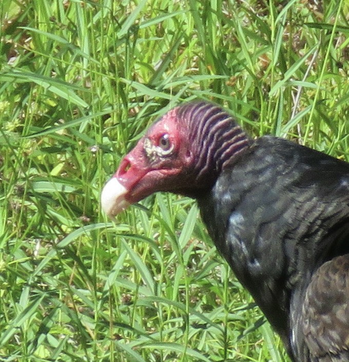 Black Vulture - ML568286231