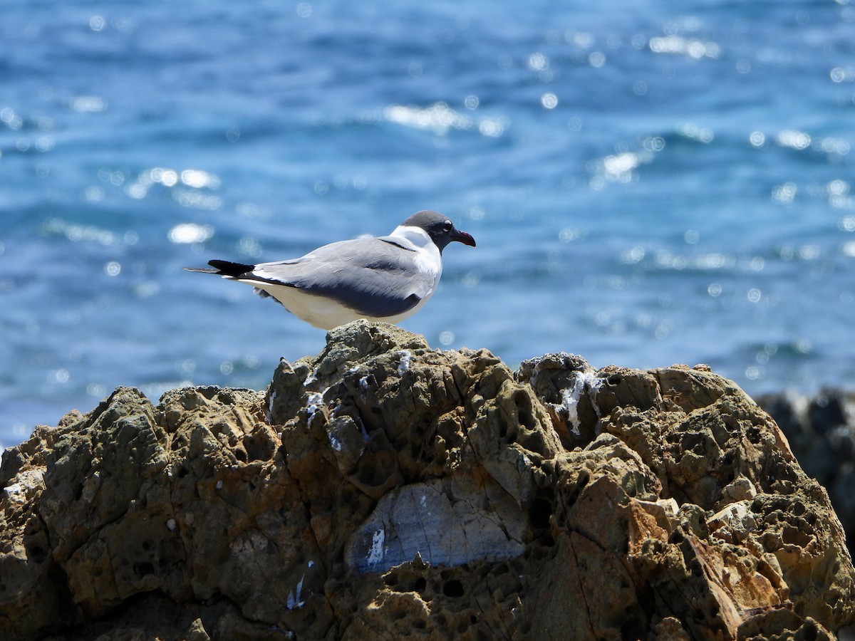 ワライカモメ - ML568286861