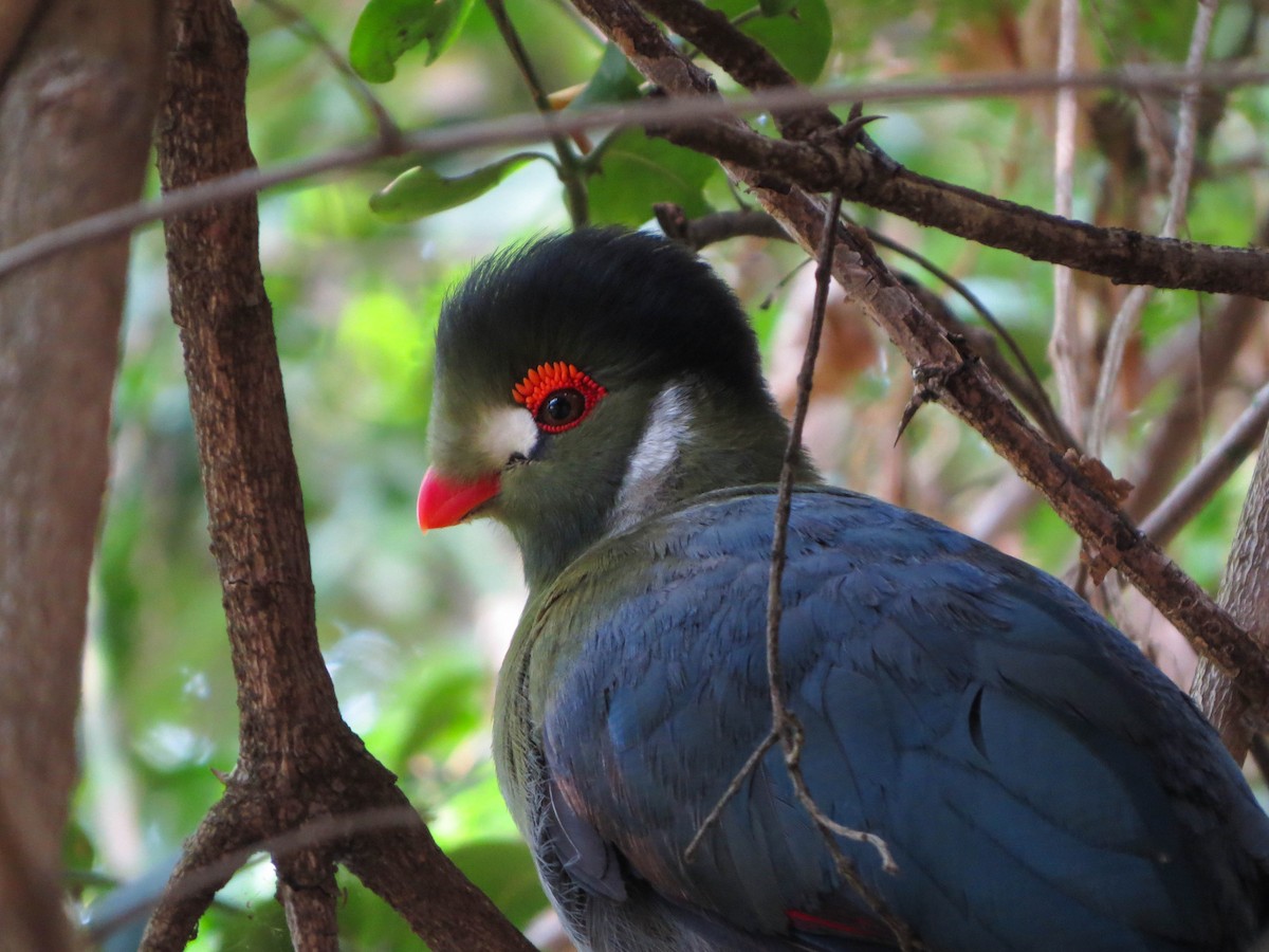 White-cheeked Turaco - ML568287071