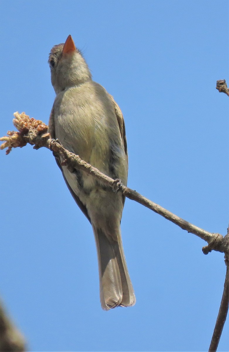 Greater Pewee - ML568287741