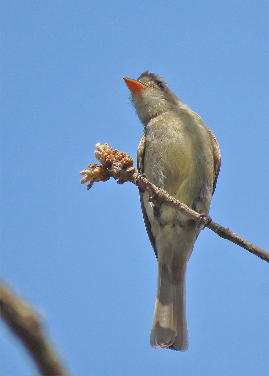 Greater Pewee - ML568287761