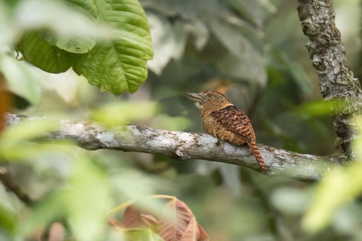 Barred Puffbird - ML568288421