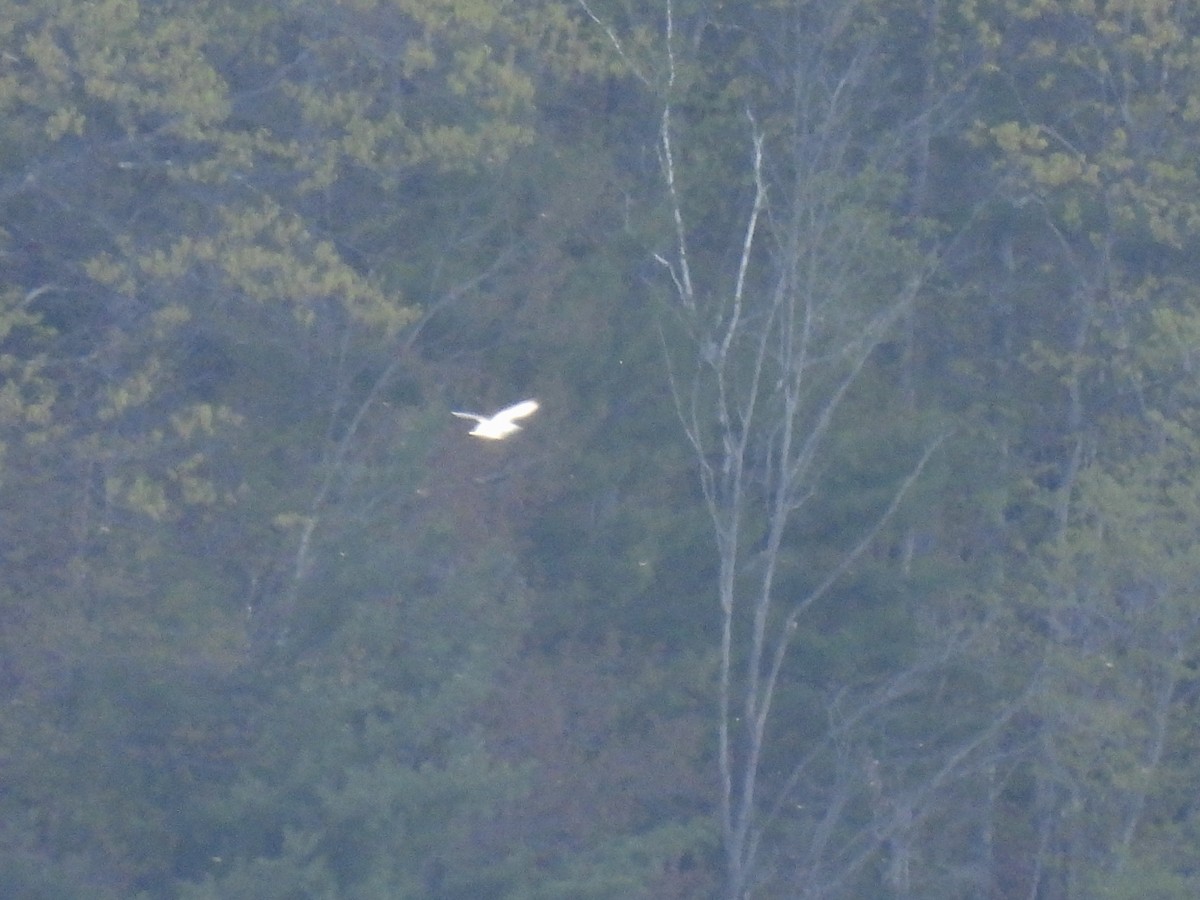 Black-legged Kittiwake - ML568291251