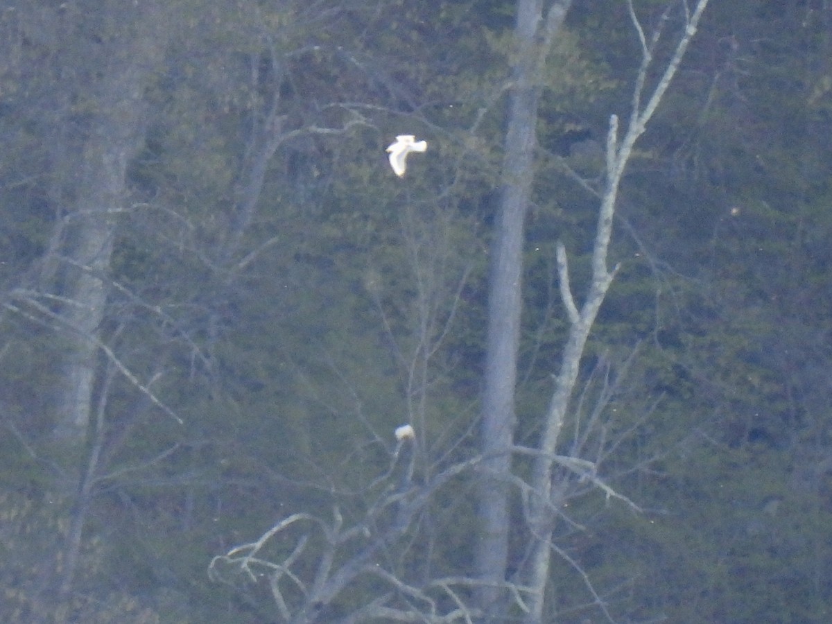 Black-legged Kittiwake - ML568291271