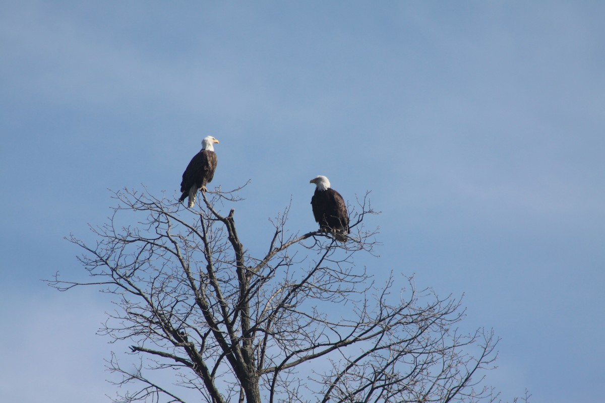 Bald Eagle - ML568292301