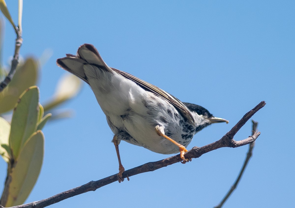 Blackpoll Warbler - Clive Harris