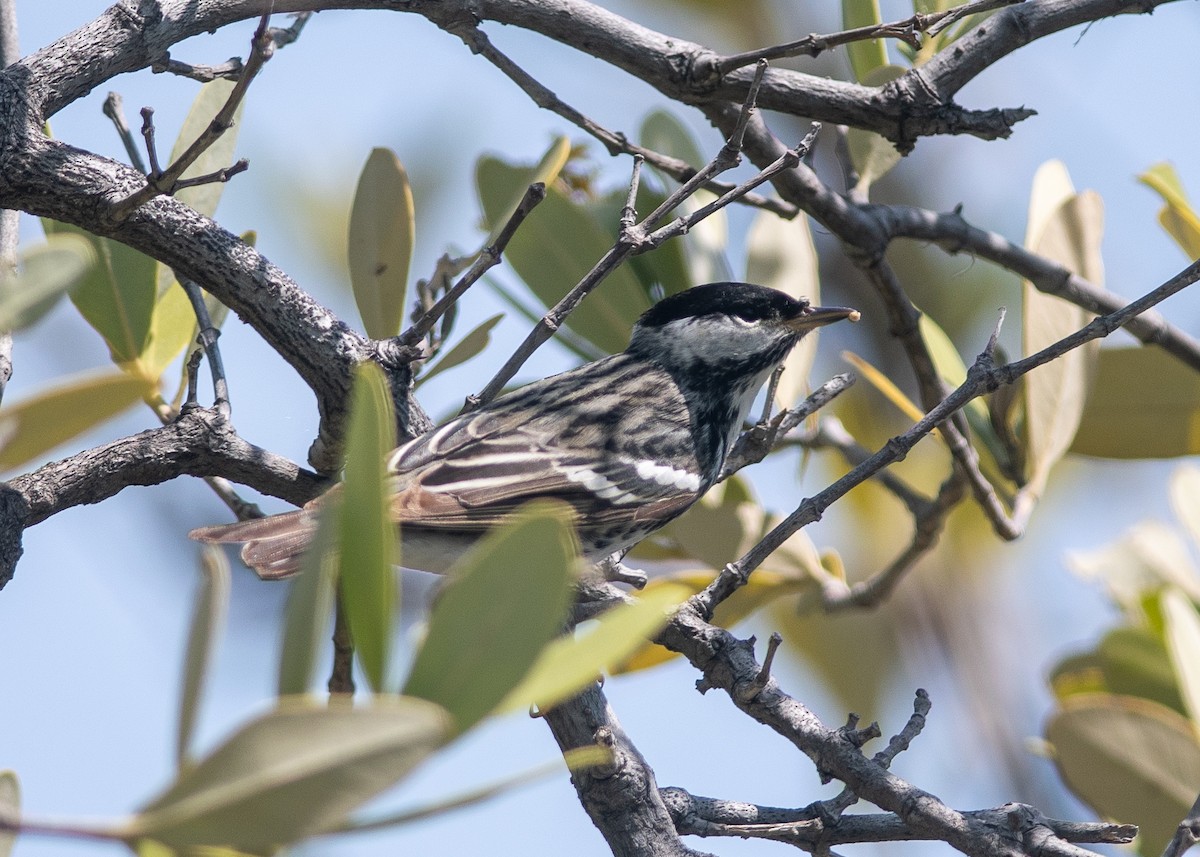 Blackpoll Warbler - Clive Harris