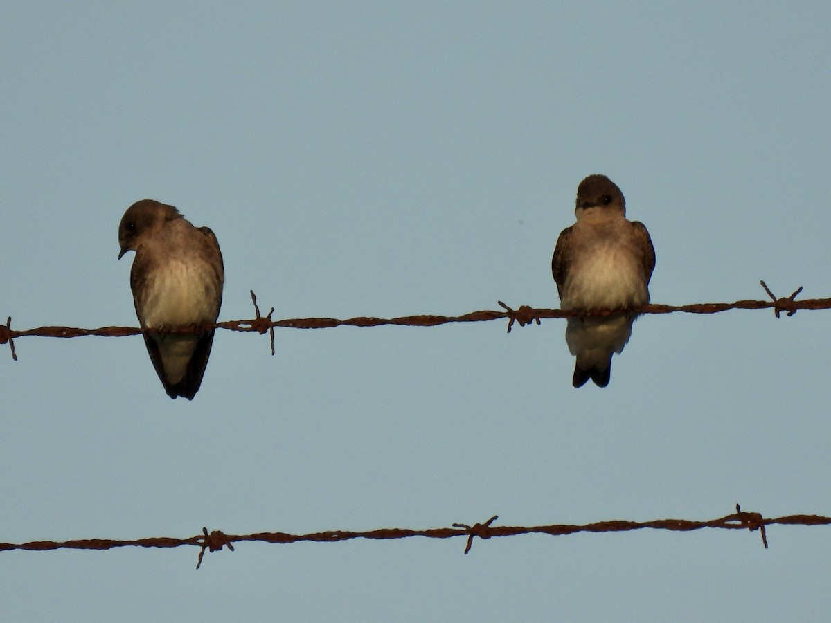 Northern Rough-winged Swallow - ML568292731