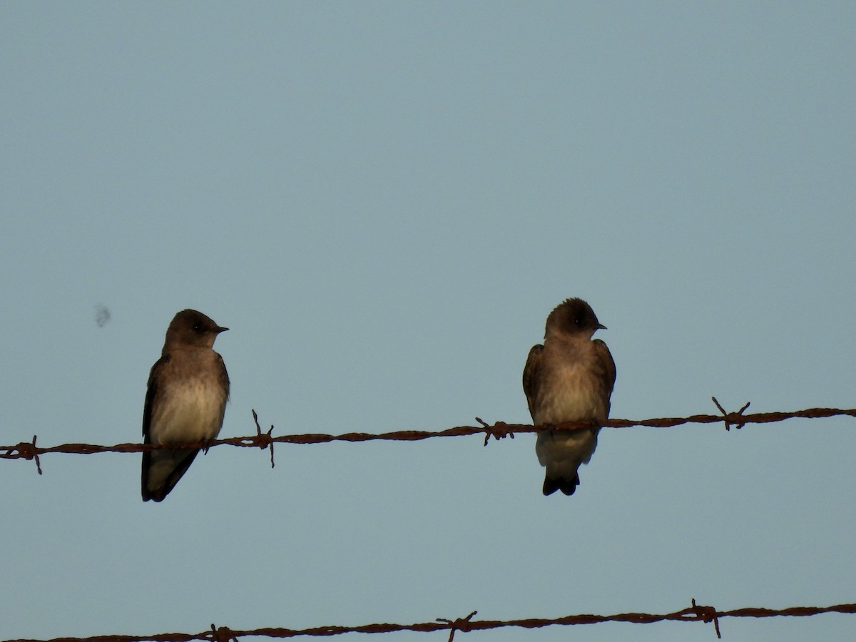 Northern Rough-winged Swallow - ML568292751