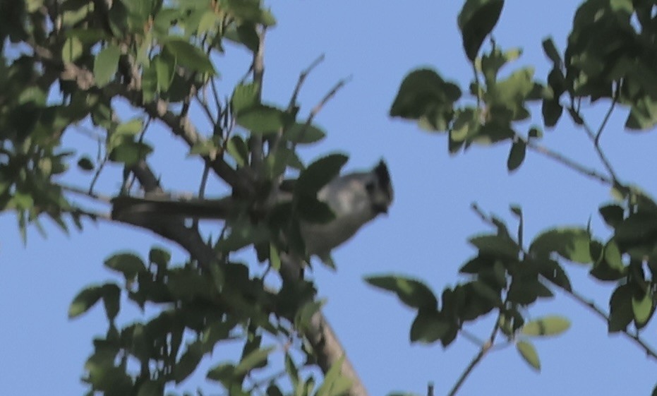 Black-crested Titmouse - ML568293381