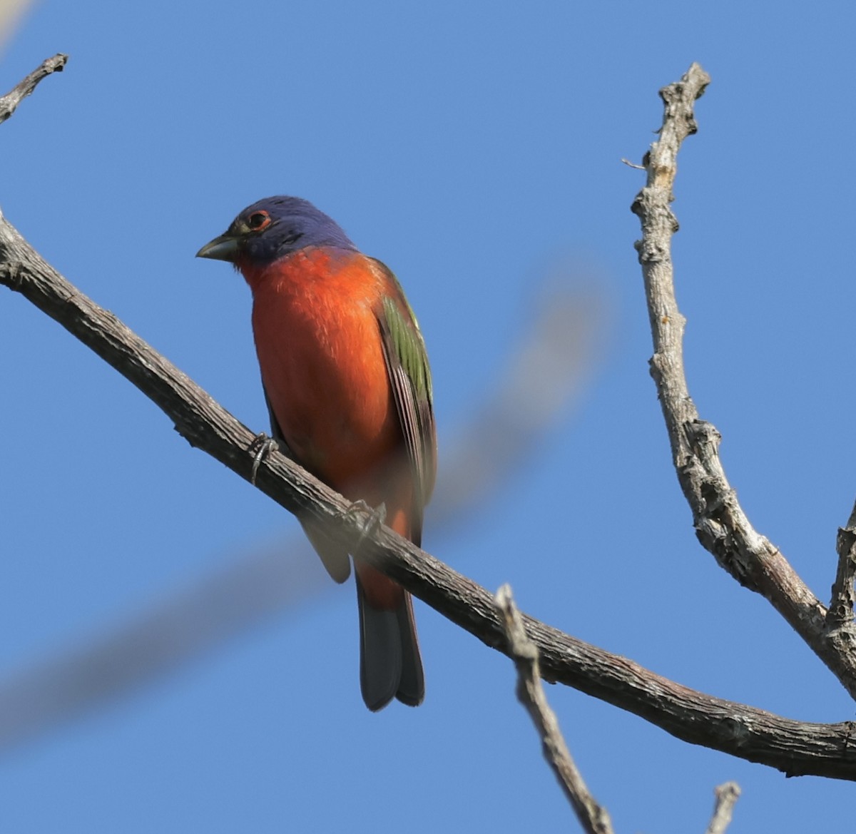 Painted Bunting - ML568293691