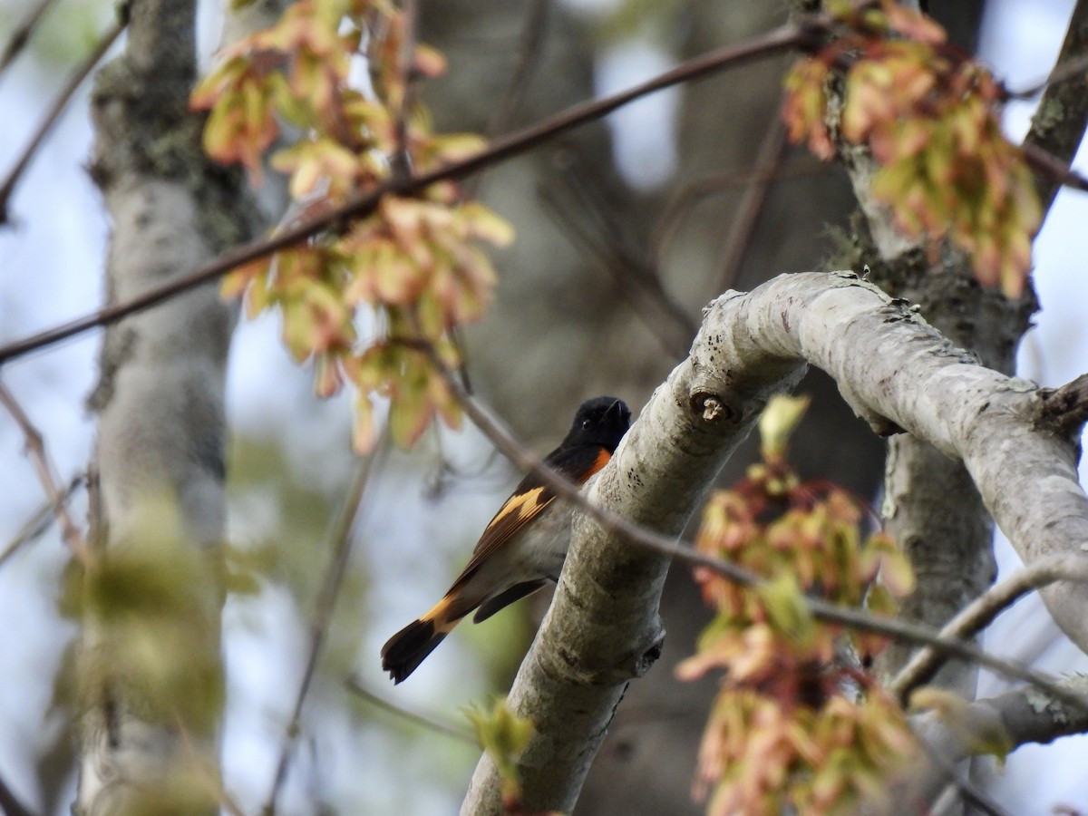 American Redstart - ML568294901