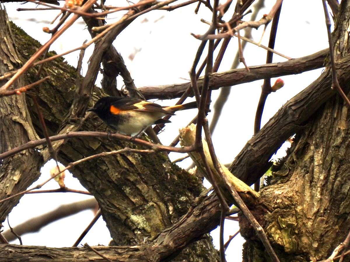 American Redstart - ML568294911