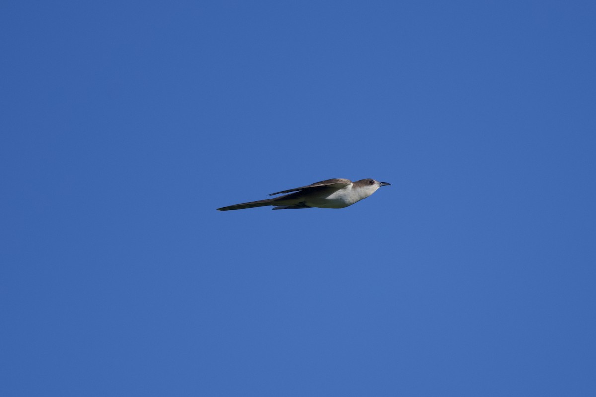 Black-billed Cuckoo - ML568295741