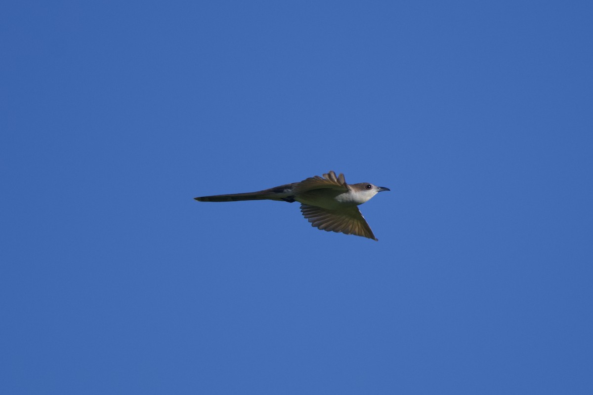 Black-billed Cuckoo - ML568295751