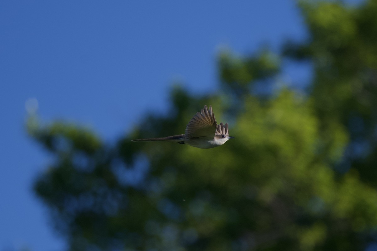 Black-billed Cuckoo - ML568295761