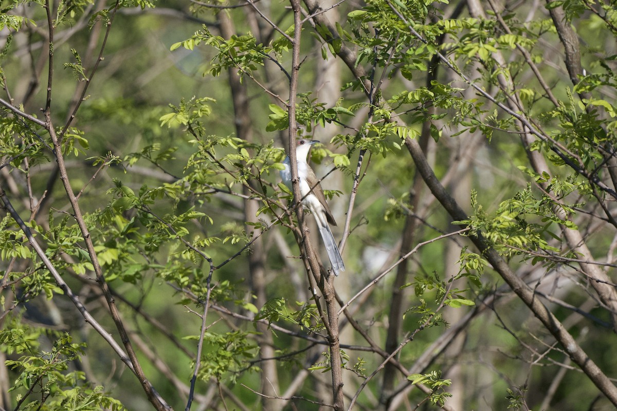 Black-billed Cuckoo - ML568295771