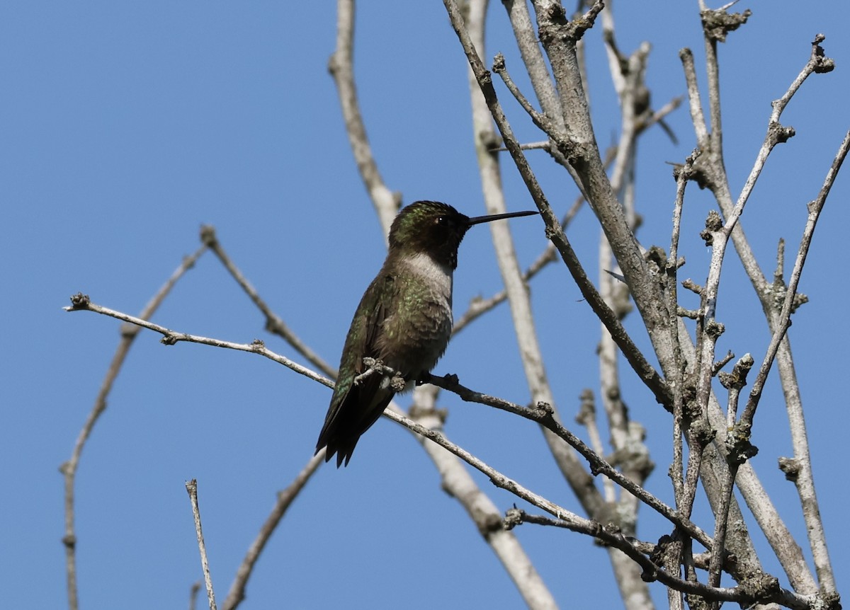 Black-chinned Hummingbird - ML568296041