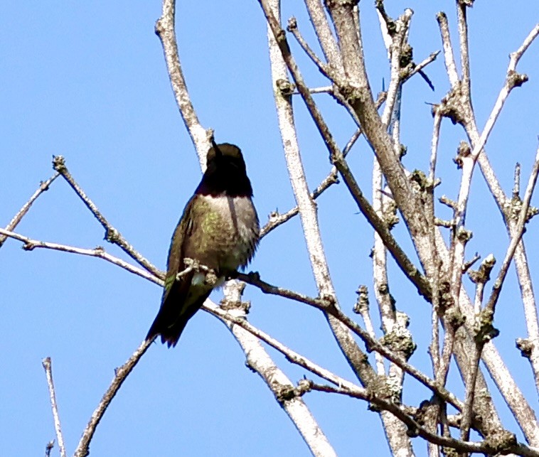 Black-chinned Hummingbird - ML568296541
