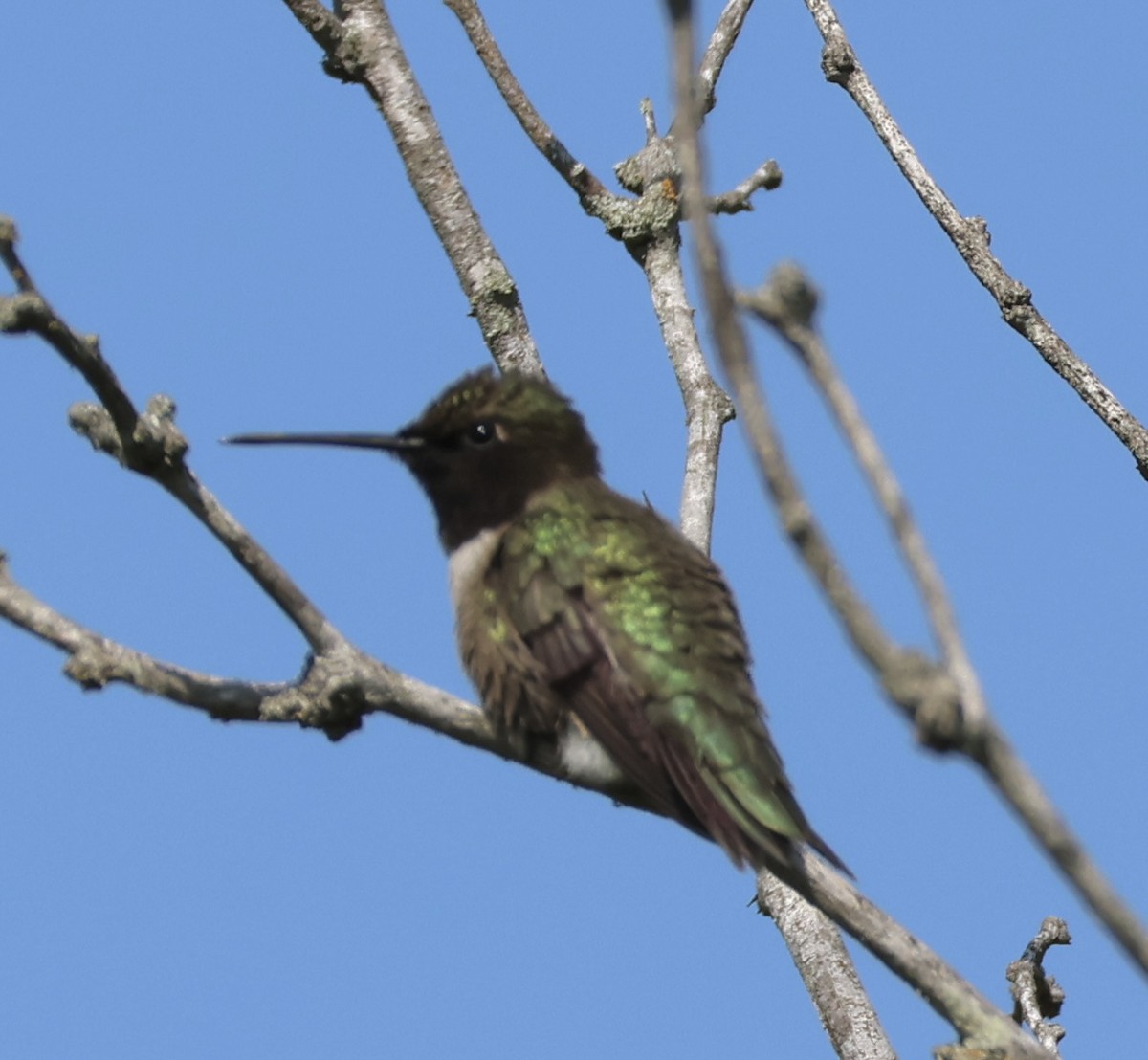 Black-chinned Hummingbird - ML568297011