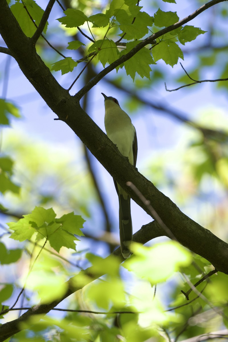 Black-billed Cuckoo - ML568297281