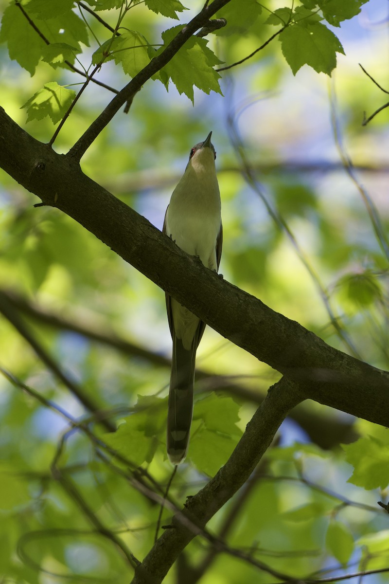 Black-billed Cuckoo - ML568297291