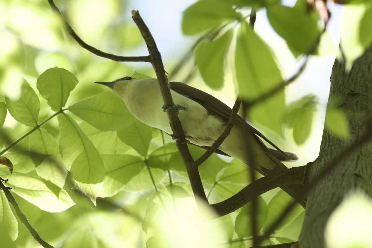 Black-billed Cuckoo - Chad Hutchinson