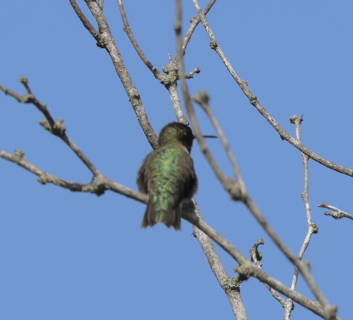 Black-chinned Hummingbird - ML568297471