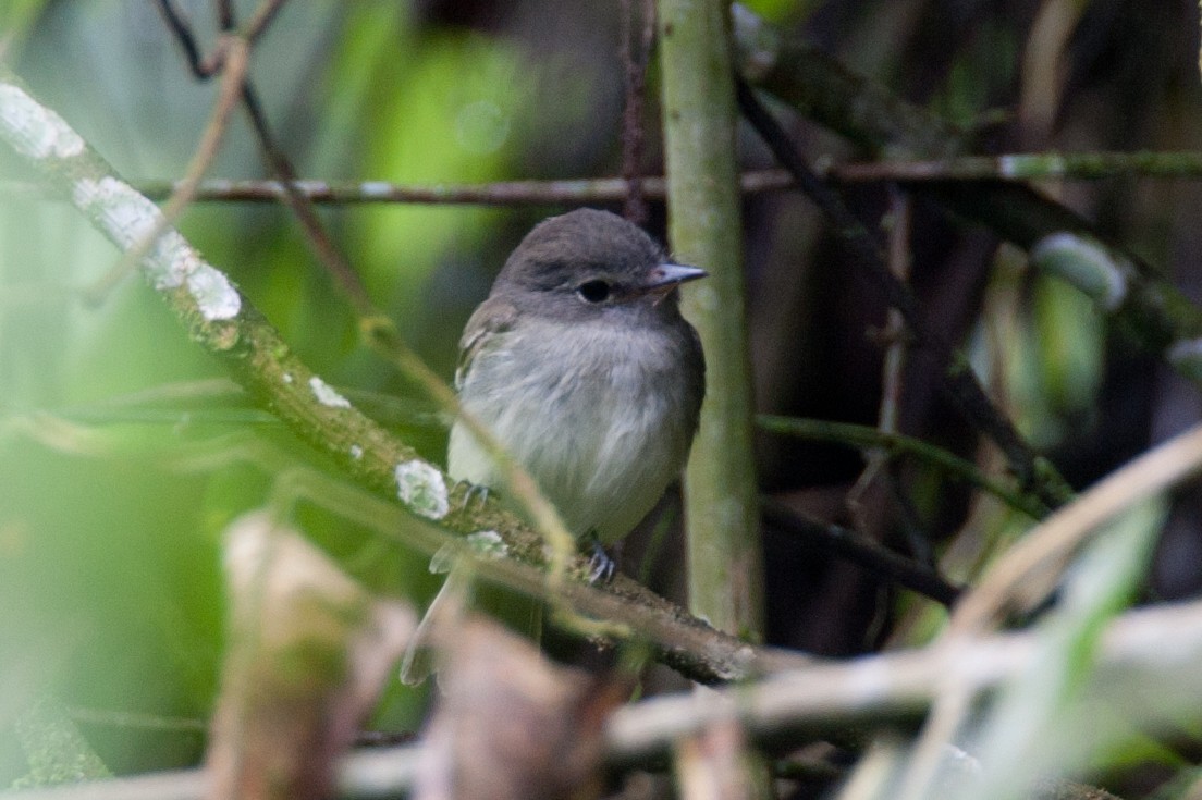 Gray-breasted Flycatcher - ML56829791