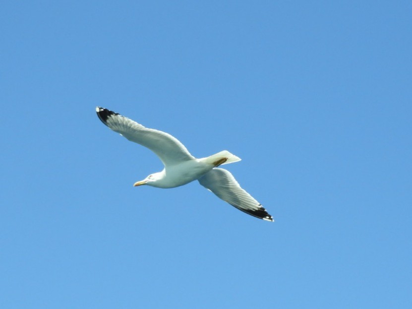 Yellow-legged Gull - Jeff Harding