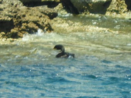 European Shag - Jeff Harding