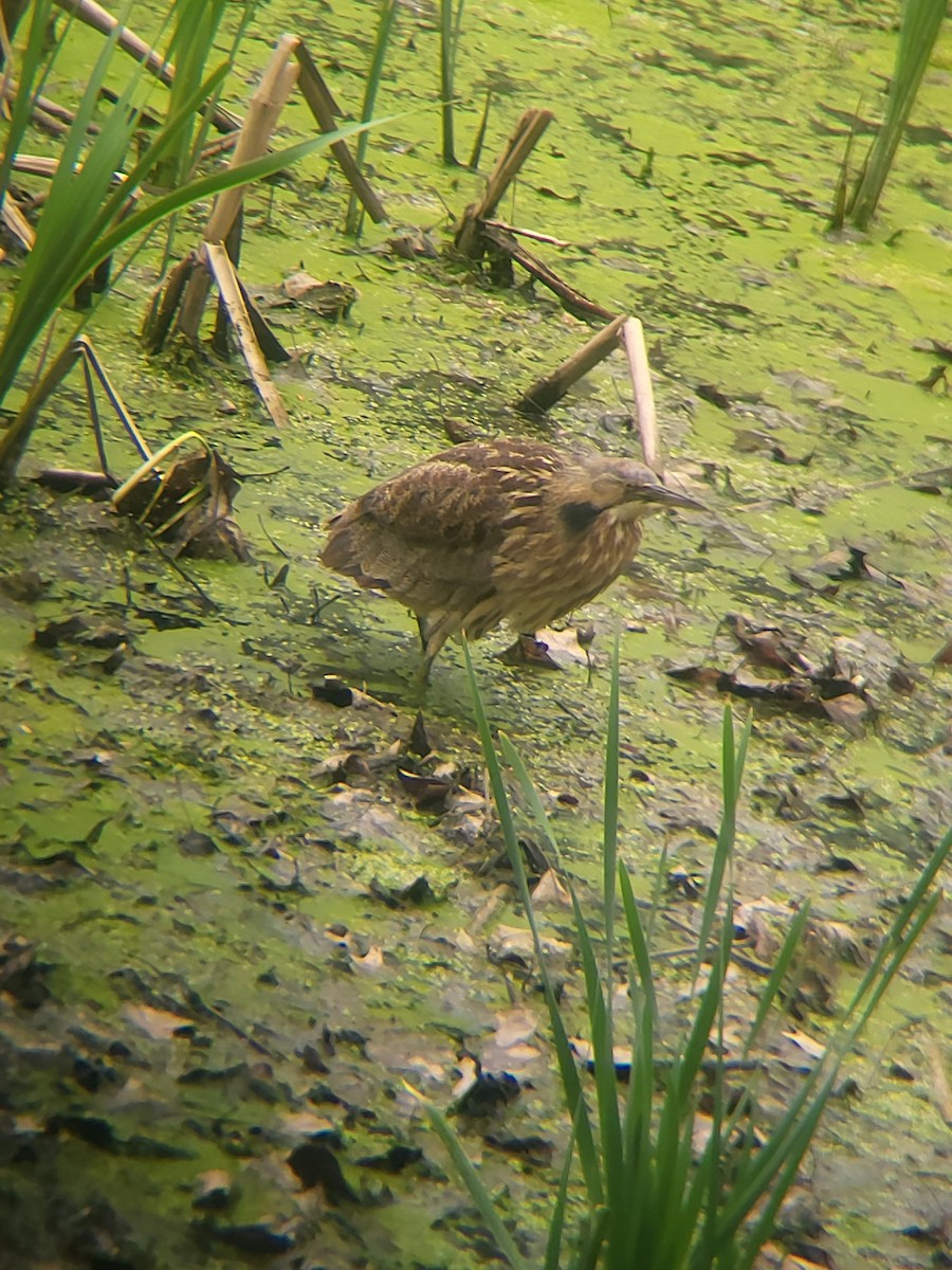 American Bittern - ML568304571