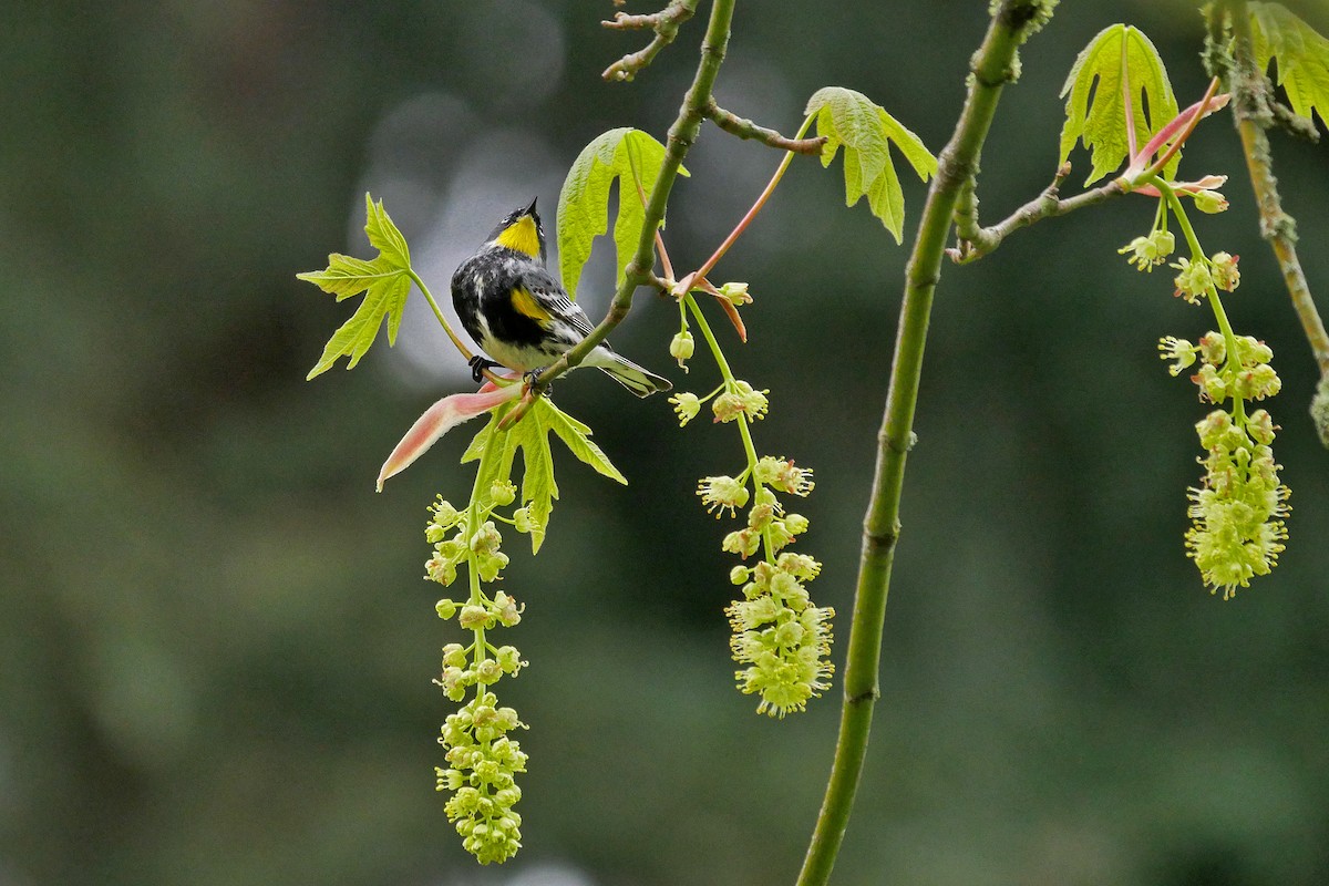 lesňáček žlutoskvrnný (ssp. auduboni) - ML56830511