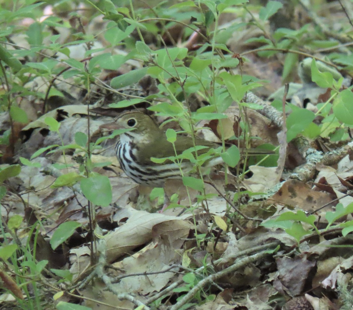 Ovenbird - Claire Sullivan