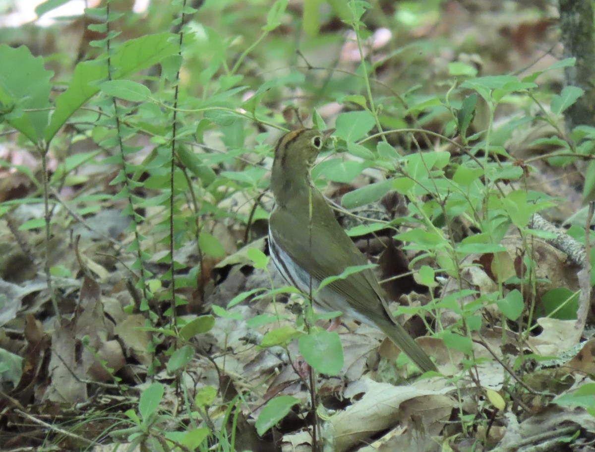 Ovenbird - Claire Sullivan