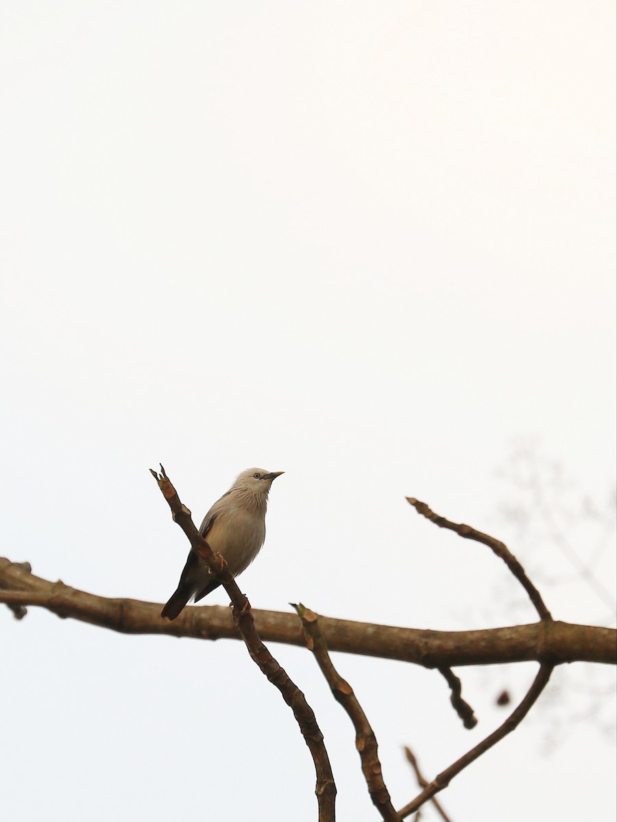 Chestnut-tailed Starling - ML568306211