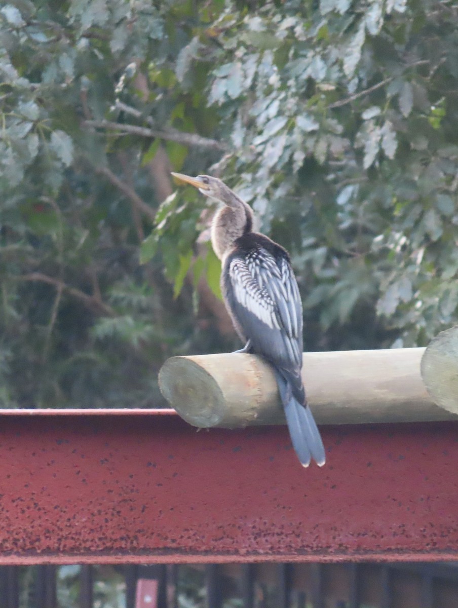 Anhinga Americana - ML568306241