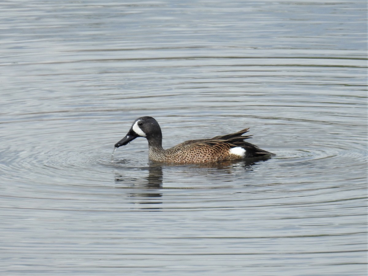 Blue-winged Teal - ML568306291
